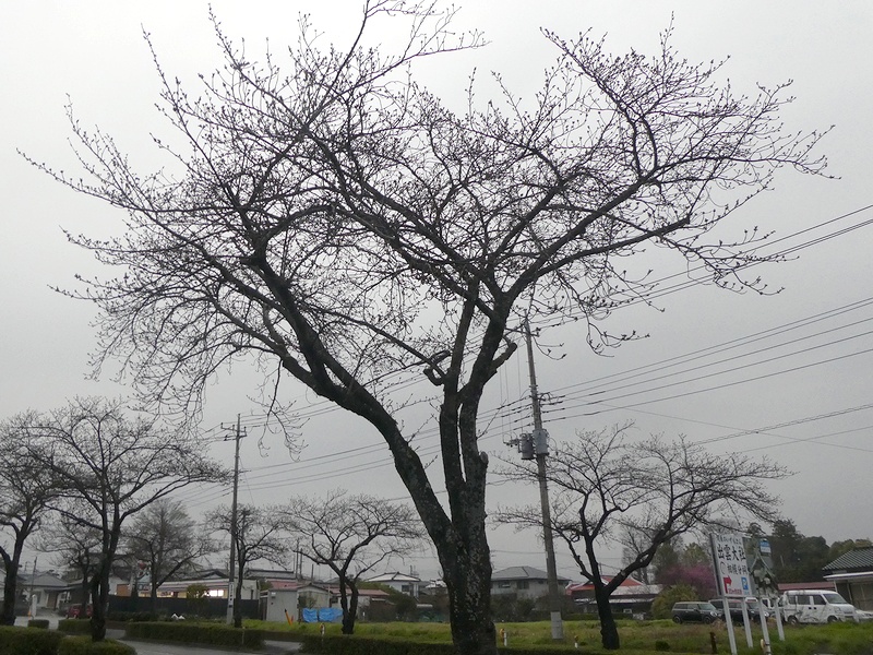 はだの桜みちの桜02