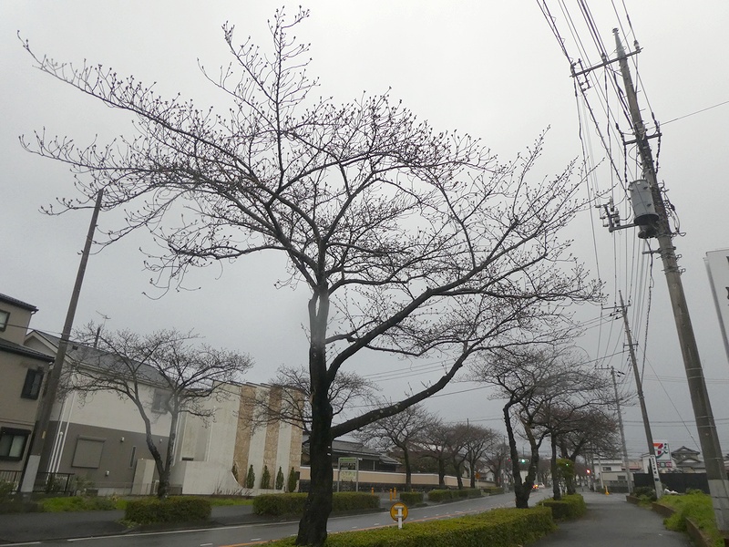 はだの桜みちの桜03