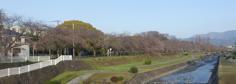 富士見大橋から見たの桜01