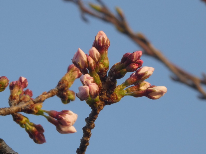 秦野市役所の桜01