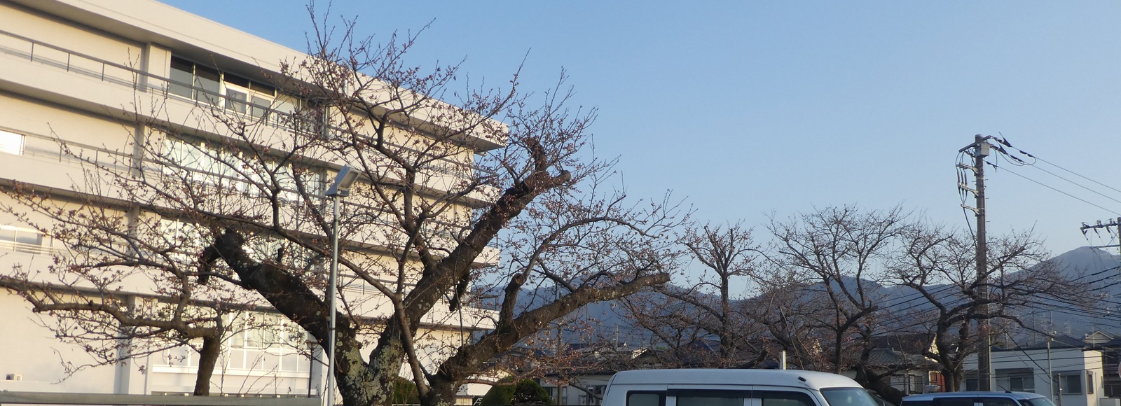 秦野市役所の桜02