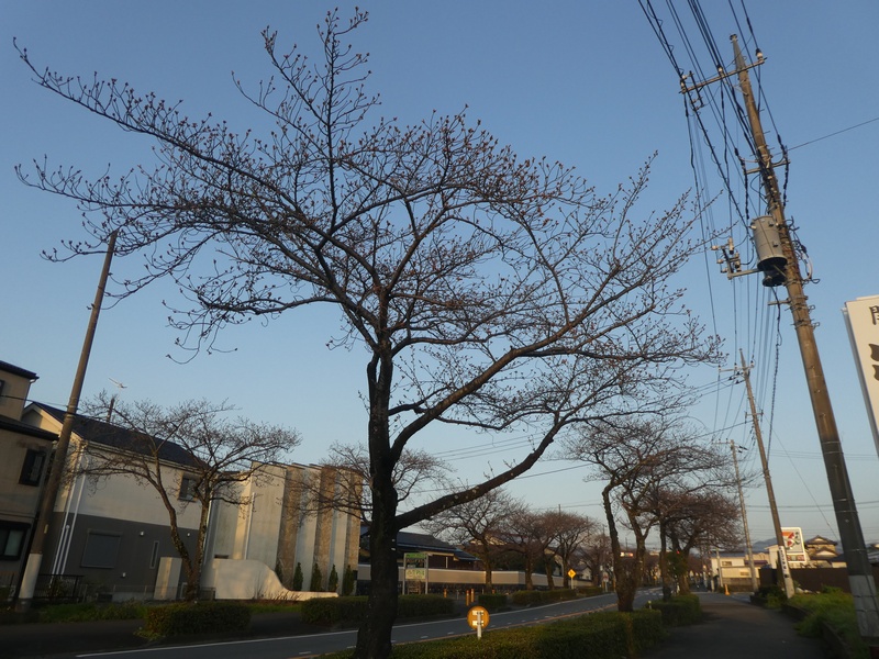 はだの桜みちの桜03