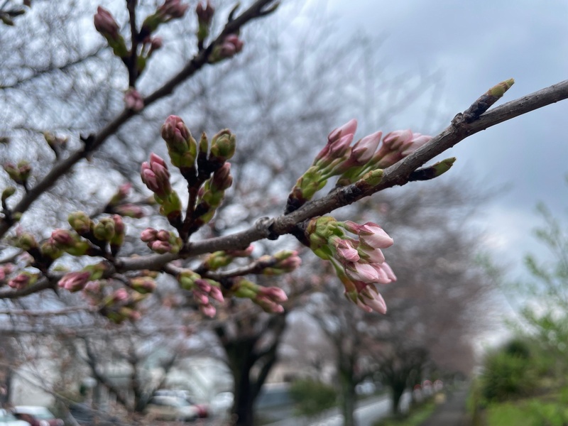 今日の桜の様子