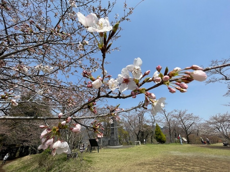 今日の桜の様子