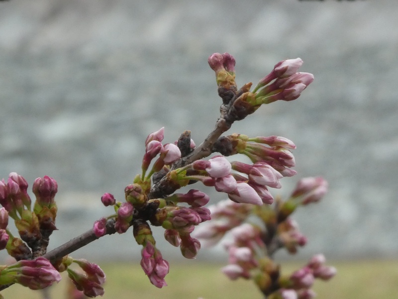 カルチャーパーク前の桜01