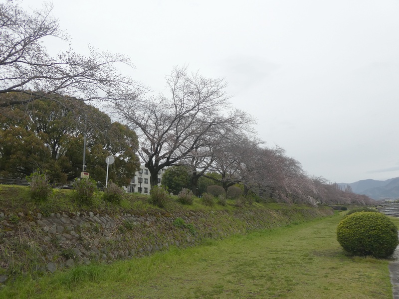 カルチャーパーク前の桜03