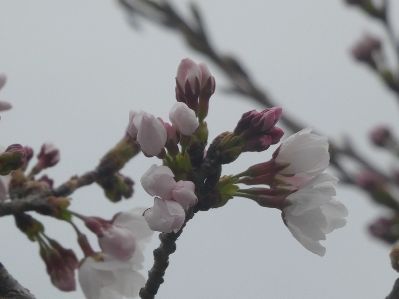 秦野市役所の桜01