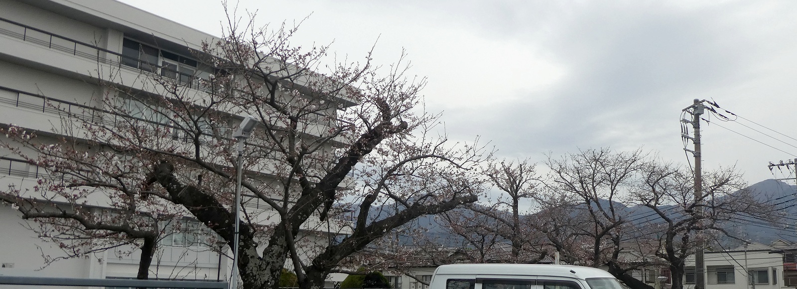 秦野市役所の桜02