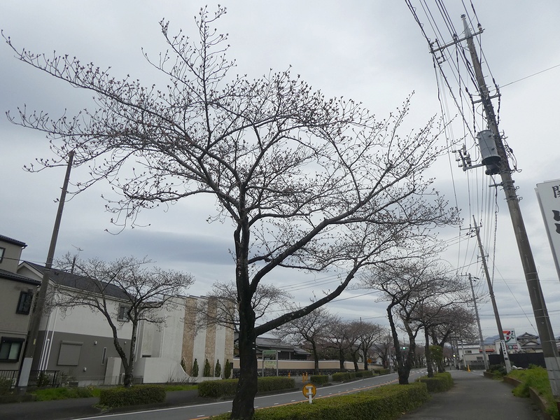 はだの桜みちの桜03