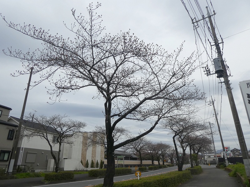 はだの桜みちの桜03