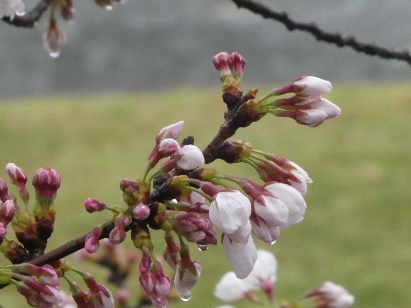 今日の桜の様子