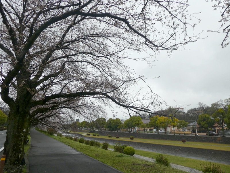 カルチャーパーク前の桜02