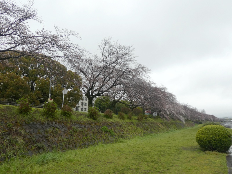 カルチャーパーク前の桜03