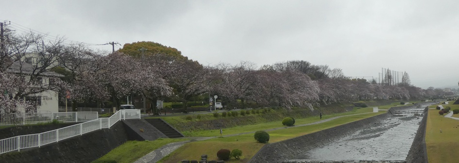 富士見大橋から見たの桜01