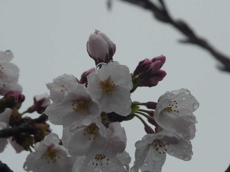 秦野市役所の桜01