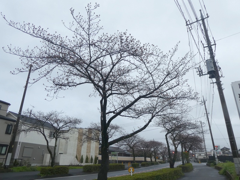 はだの桜みちの桜03