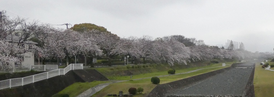 富士見大橋から見たの桜01