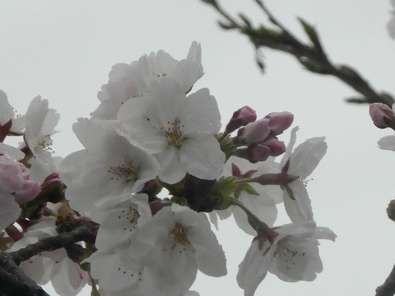 秦野市役所の桜01