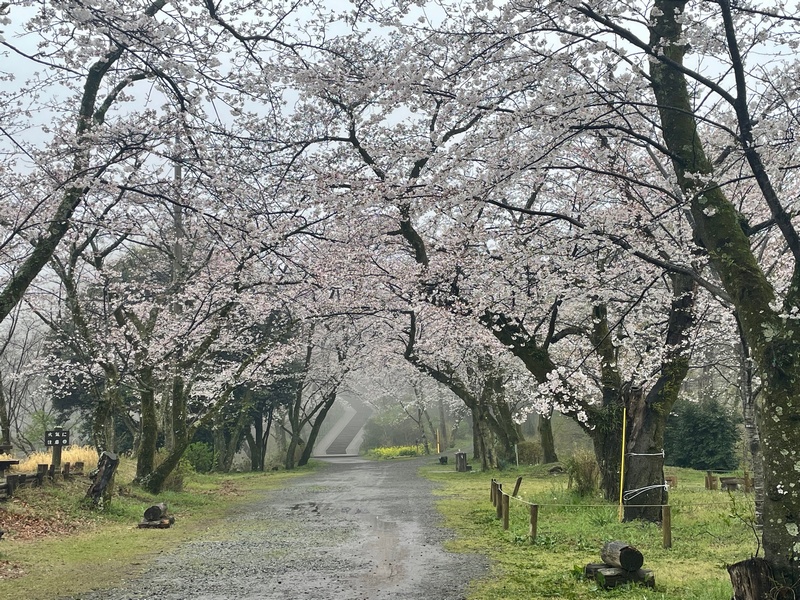 今日の桜の様子