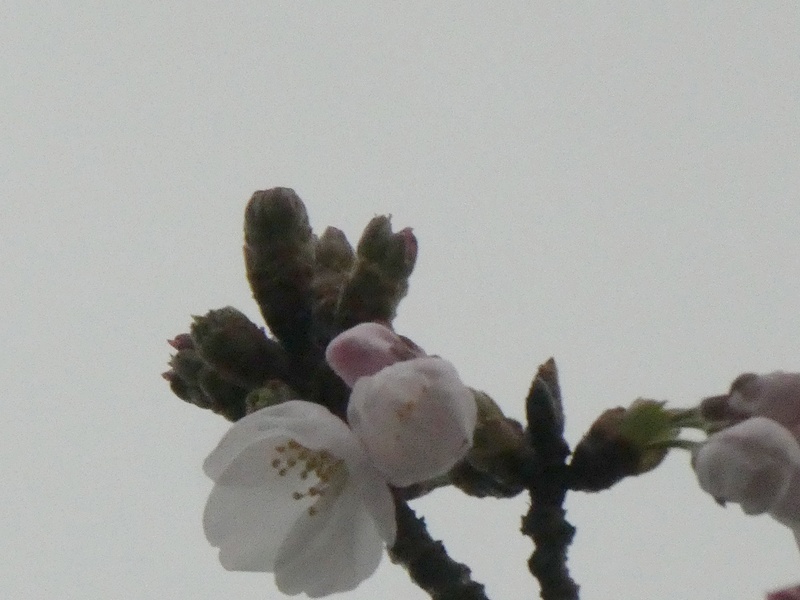 はだの桜みちの桜01