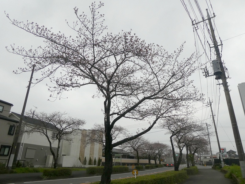 はだの桜みちの桜03