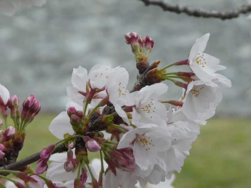 今日の桜の様子