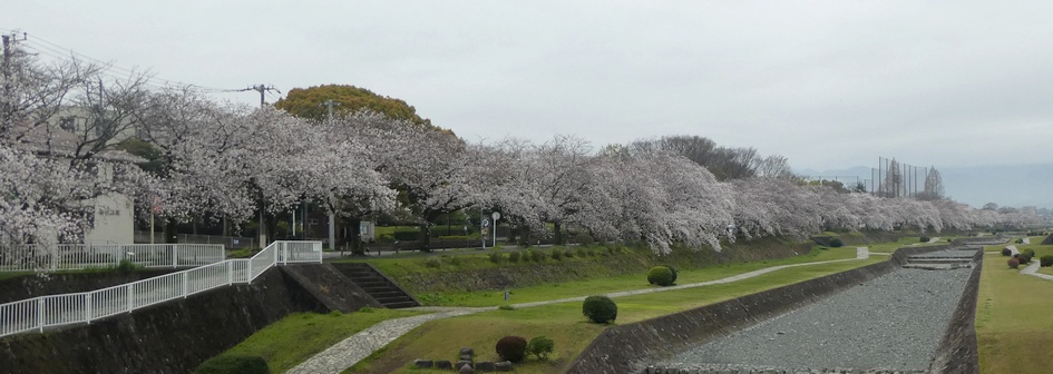 富士見大橋から見たの桜01