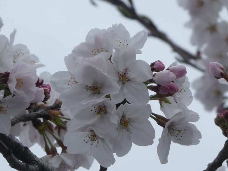 秦野市役所の桜01