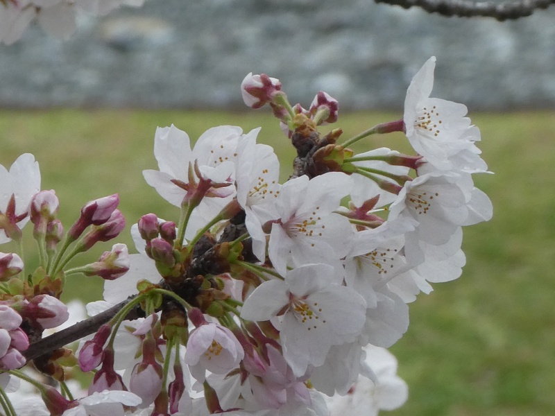 今日の桜の様子