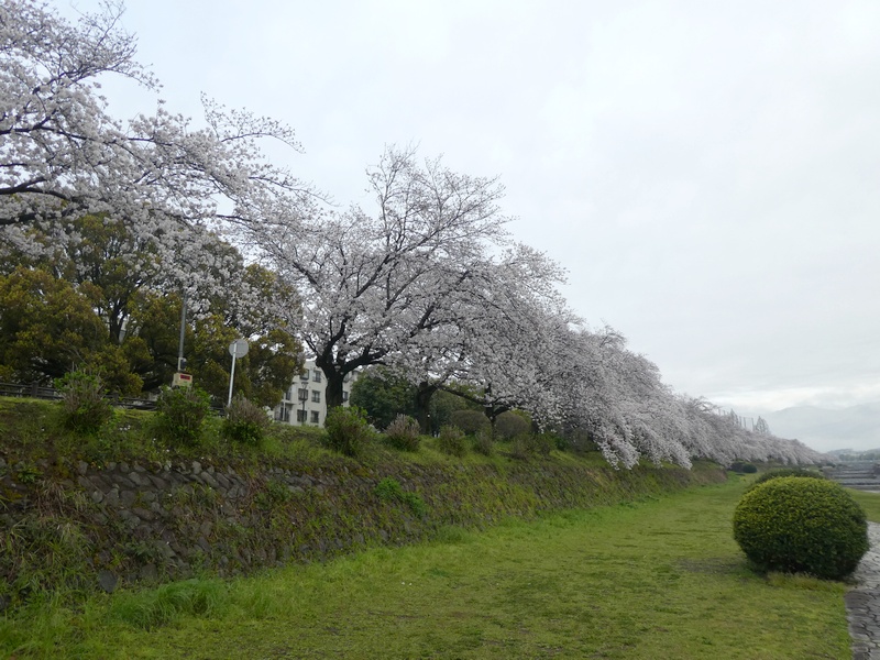 カルチャーパーク前の桜03