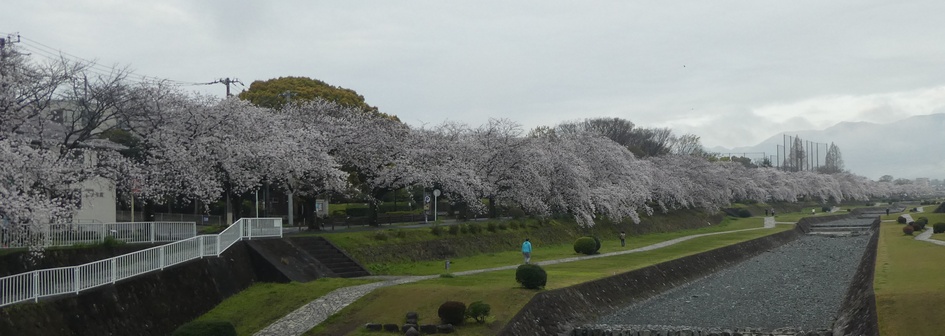 富士見大橋から見たの桜01