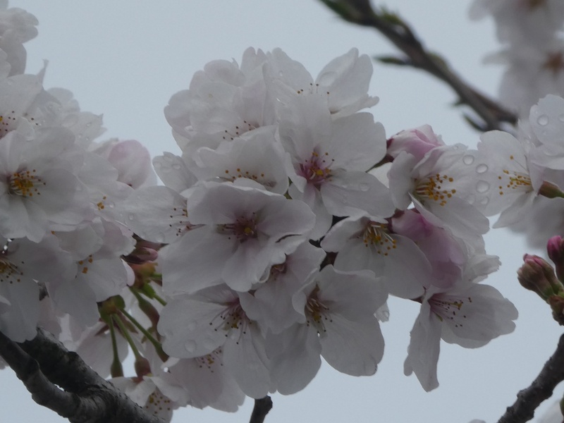 秦野市役所の桜01