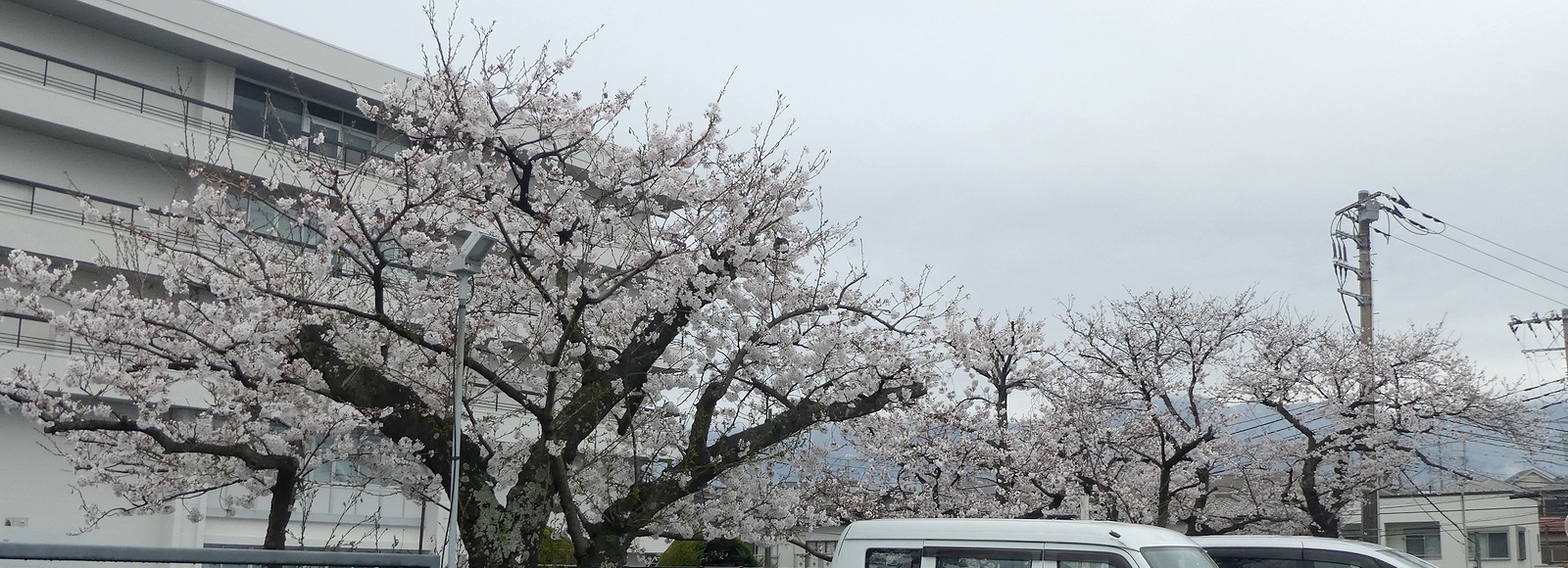 秦野市役所の桜02