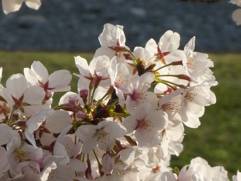 今日の桜の様子
