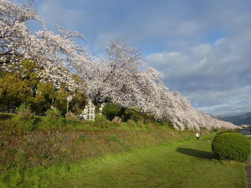 カルチャーパーク前の桜03