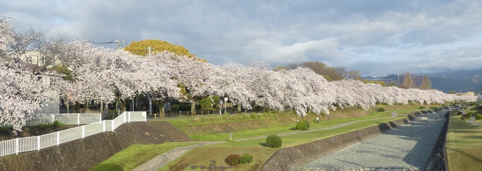 富士見大橋から見たの桜01