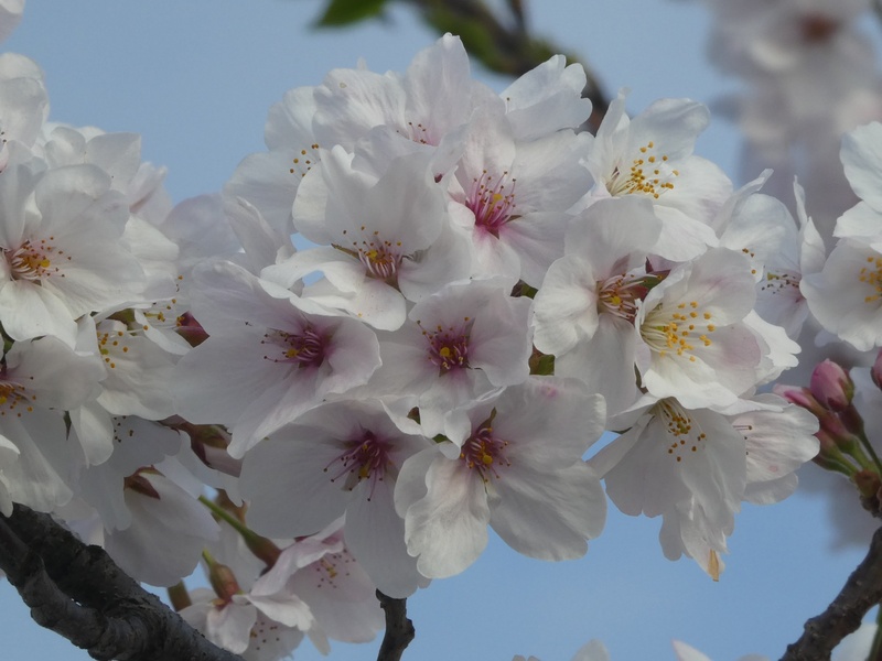 秦野市役所の桜01