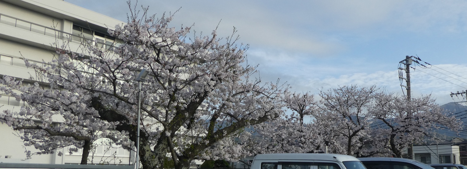 秦野市役所の桜02