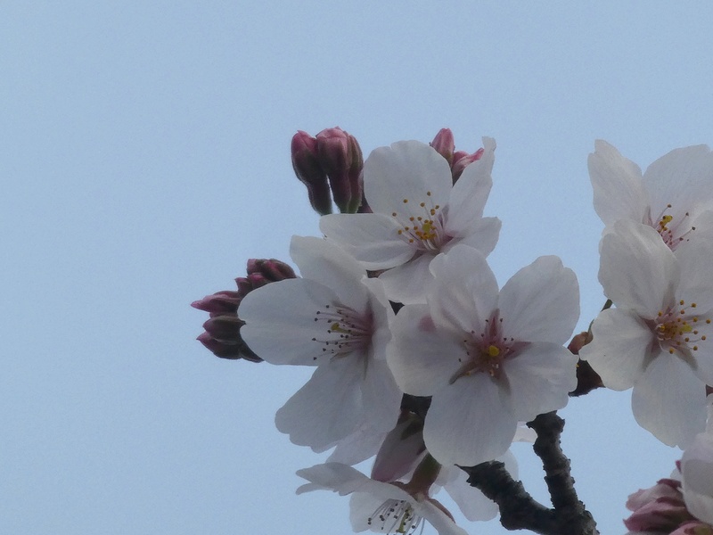 はだの桜みちの桜01