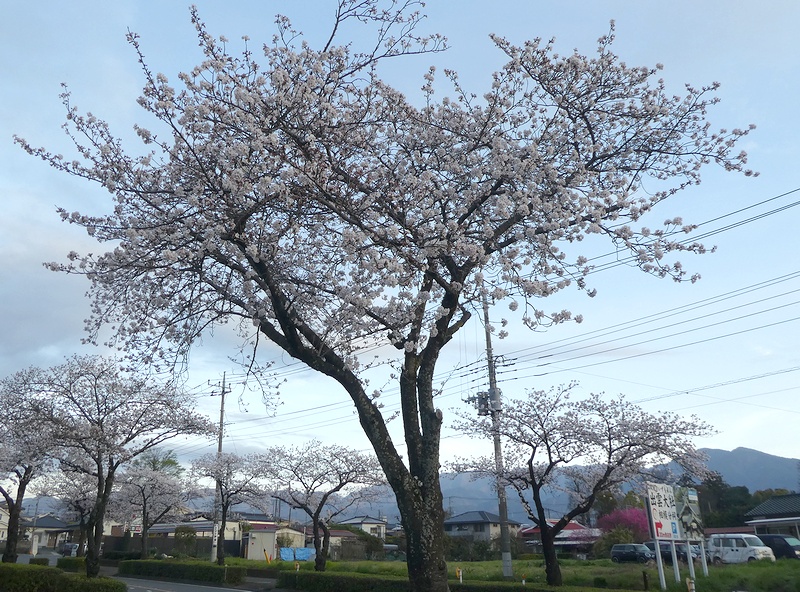 はだの桜みちの桜02
