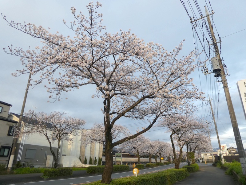 はだの桜みちの桜03