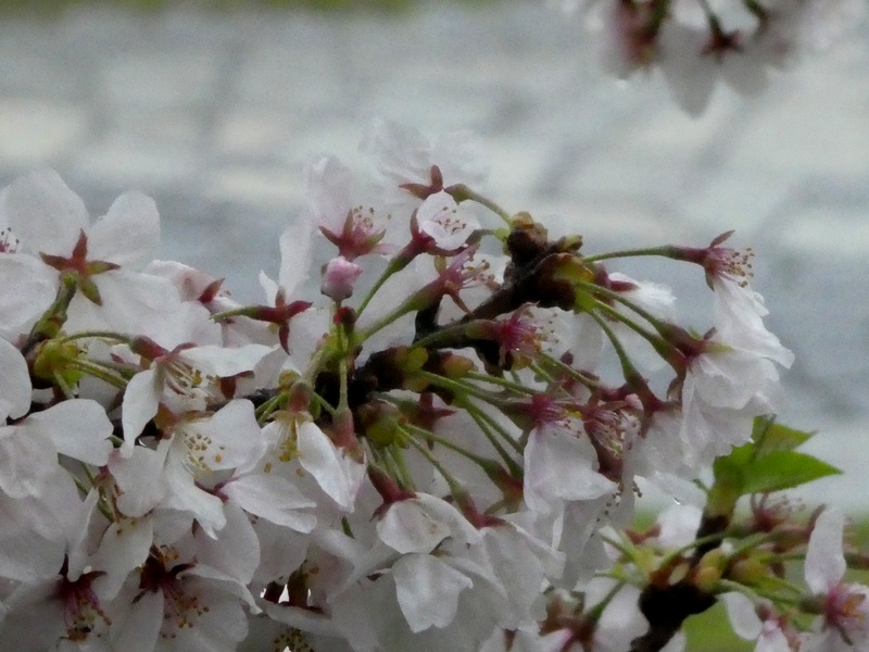 カルチャーパーク前の桜01