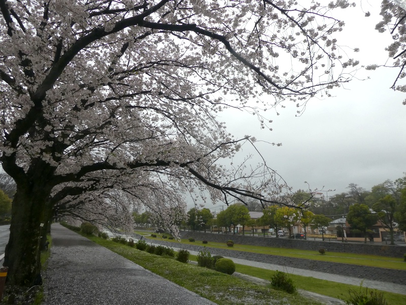 カルチャーパーク前の桜02