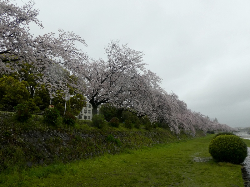 カルチャーパーク前の桜03