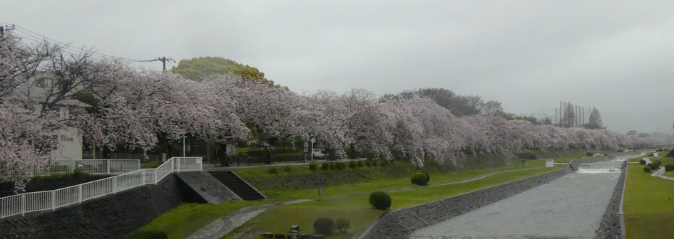 富士見大橋から見たの桜01