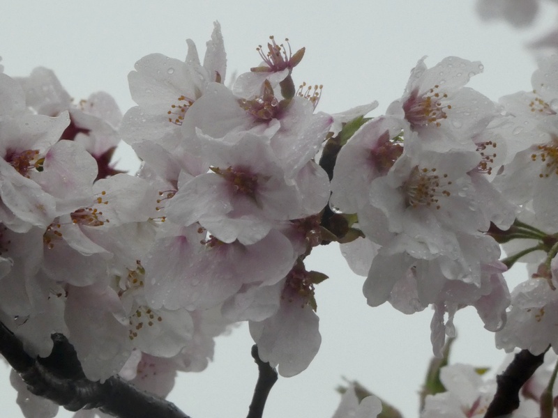 秦野市役所の桜01