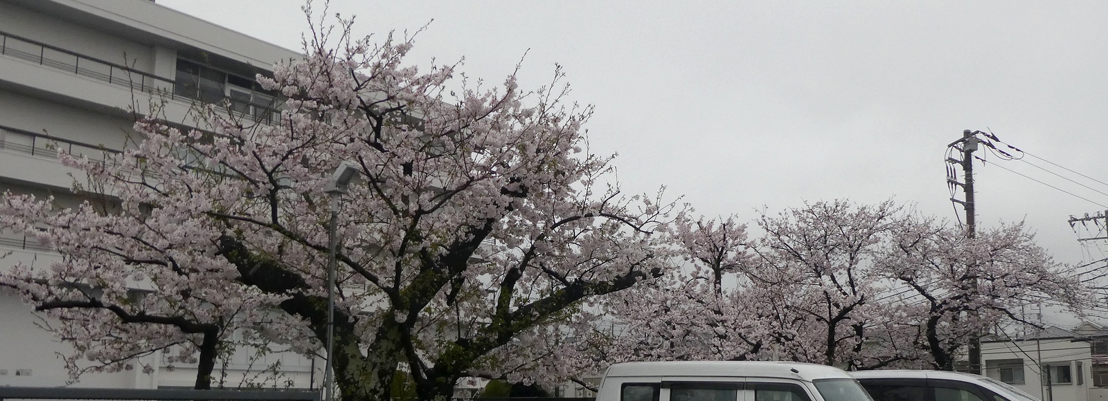 秦野市役所の桜02