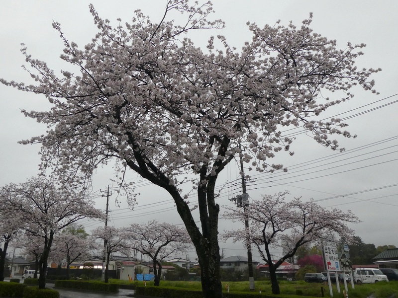 はだの桜みちの桜02