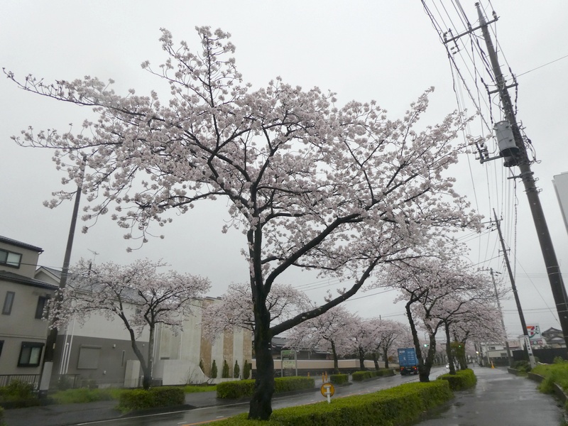 はだの桜みちの桜03