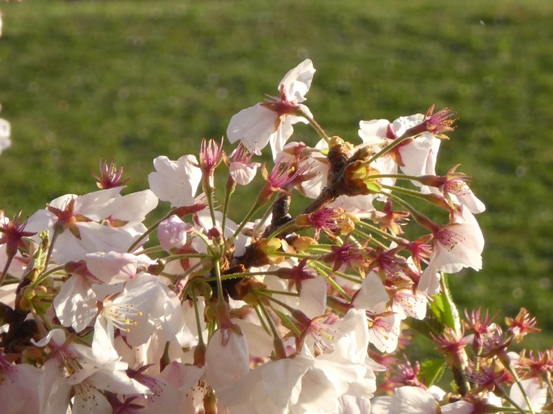 今日の桜の様子